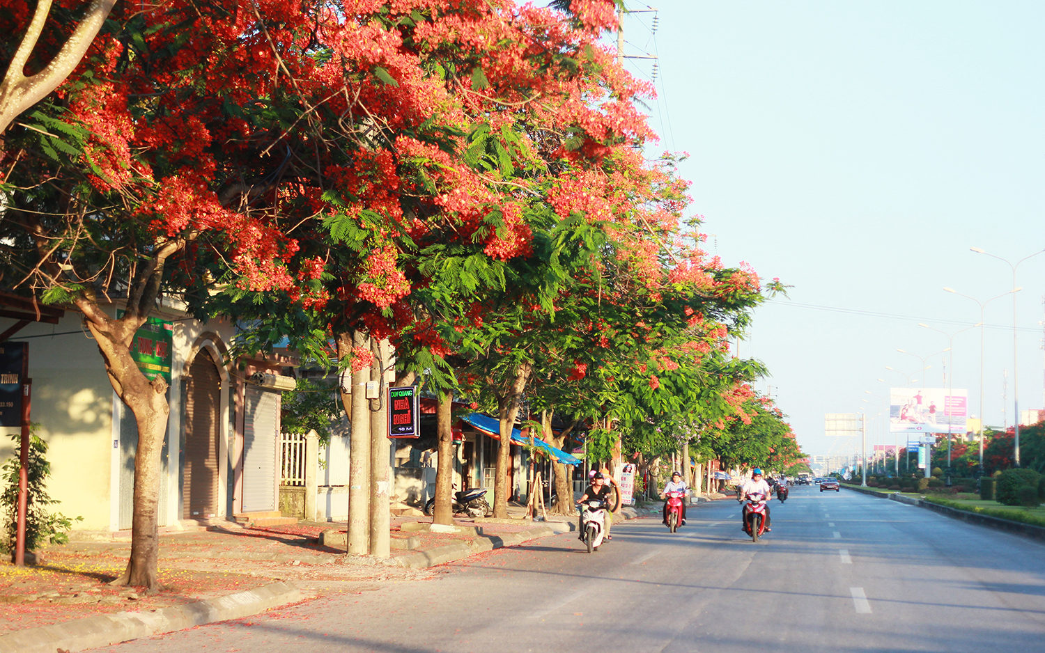 [-]Trụi[-]lủi[-]"đường[-]phượng[-]bay"[-]đẹp[-]bậc[-]nhất[-]Việt[-]Nam